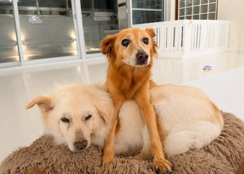 犬貓認養2-2》老殘毛孩不放棄!肉包、派敏找到家 黑糖糕成「鎮園之寶」