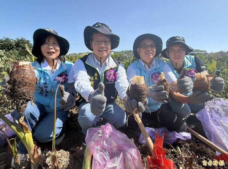 烈嶼芋頭季登場!千人挖芋回味「香鬆綿」 明還有搓芋圓、晚會摸彩