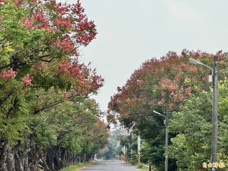 嘉義台灣欒樹變色登場 秋日限定美景吸睛