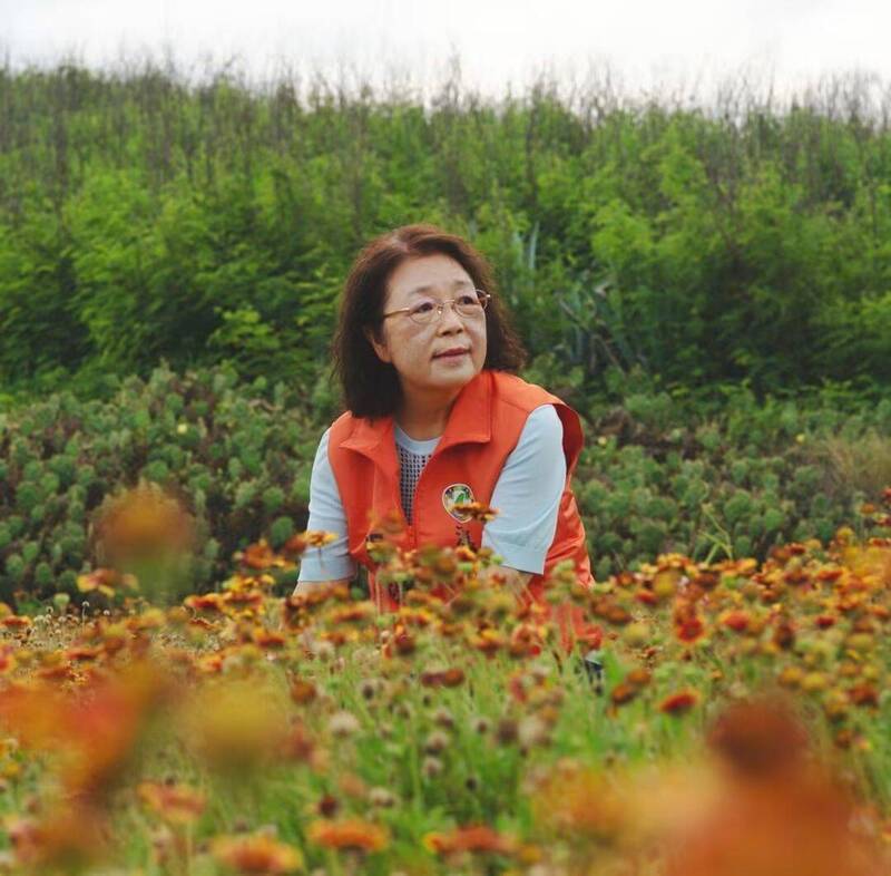 拚澎湖縣長選舉 吳淑瑾自諭為天人菊、逆境中求勝選