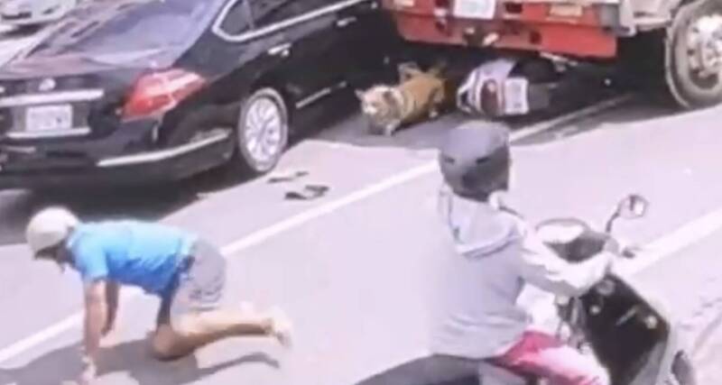 還好腿短?狗主人騎機車遇車禍 柯基犬「這原因」平安脫身