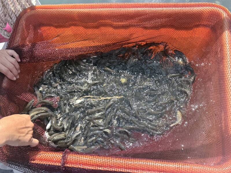 「三魚合體」!台電明潭電廠放流萬尾魚苗 打造水力發電生態防護網
