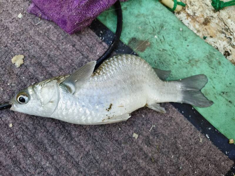 「秘雕魚」翻版? 澎湖海域出現突變烏魚 專家釋疑