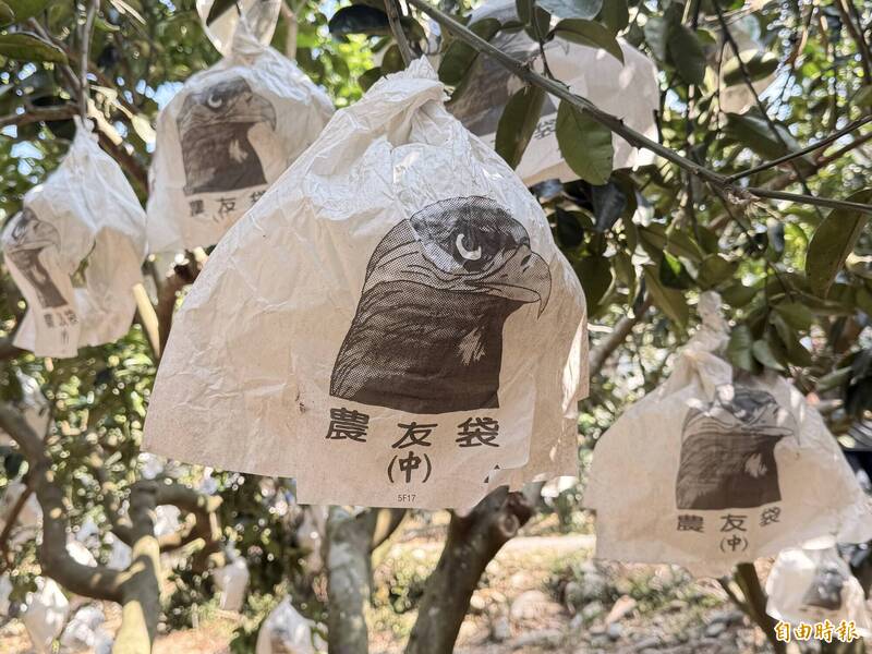 猛禽大軍出動!彰化白柚樹冒出老鷹群 果農揭密防猴奇招