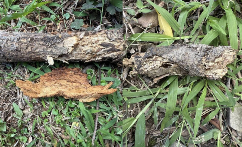不只李登輝植樹! 美崙公園14棵A級樹木8棵染褐根病 廠商示警公安疑慮