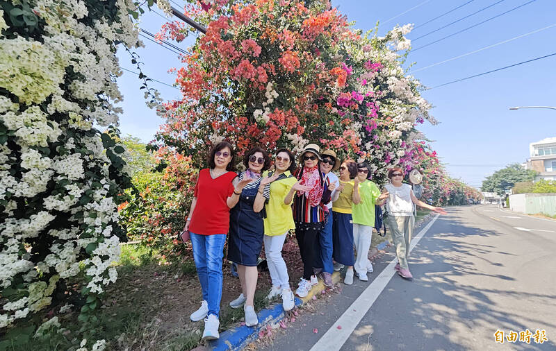 砸30萬整頓!田中「七彩九重葛花牆」繽紛花色交織 賞花人潮回來了