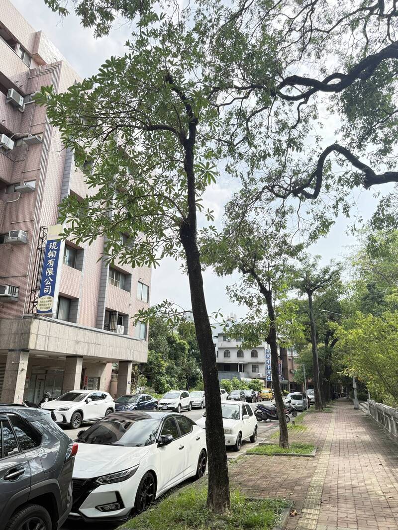 不是砍樹!台中東光園路危木 將換植38株台灣原生櫸木