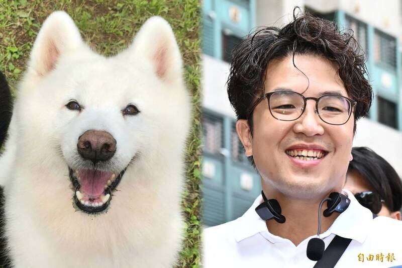 沈伯洋為何被連結「薩摩耶」? 網揭3大原因:都是微笑天使