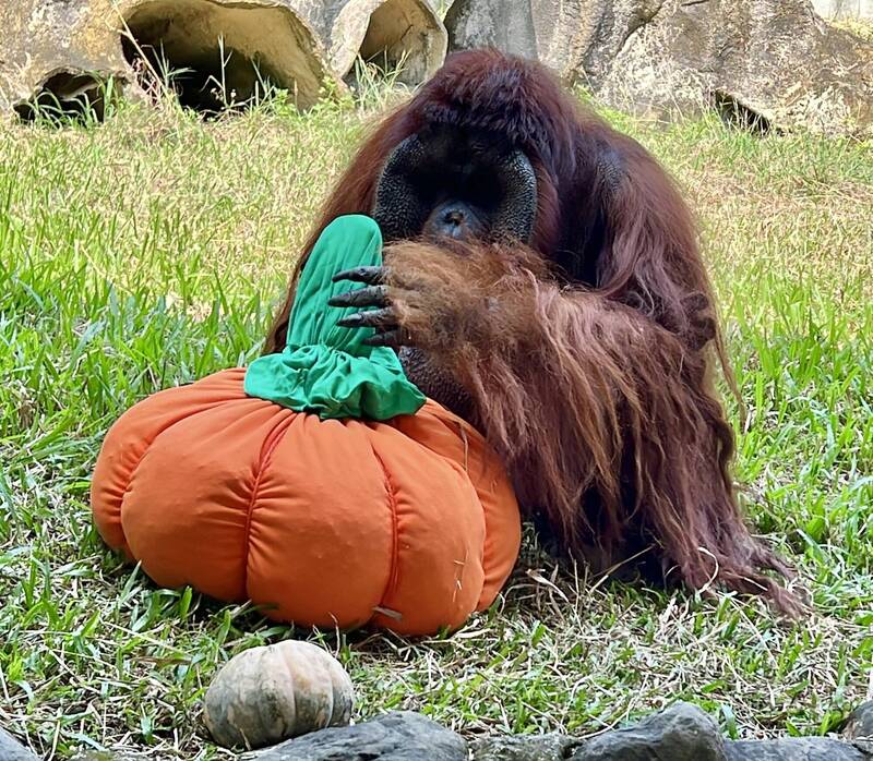 壽山動物園萌鬼派對10/24起登場 親子變裝免費入園