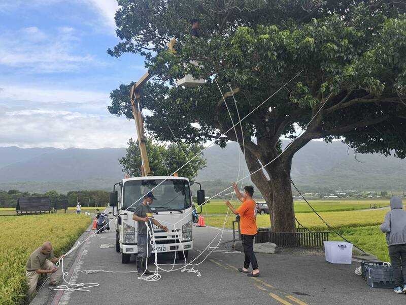 薔琵颱風來襲 池上金城武樹預警性強固