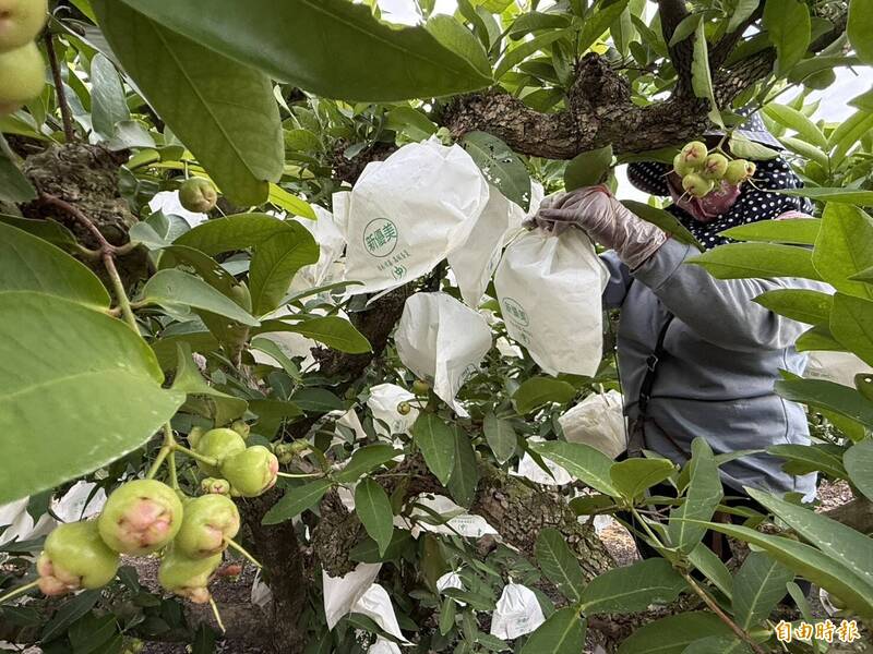 薔琵暴風圈晨間觸陸!屏東蓮霧農憂心血泡湯 穿梭果園搶時間套袋