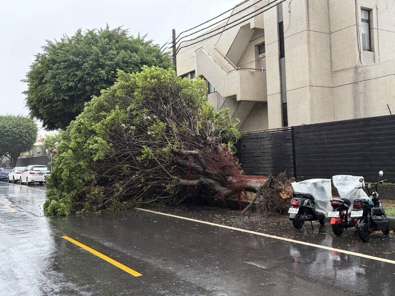 新竹產業園區復興路旁路樹，敵不過暴風肆虐而傾倒。（吳淑君提供）