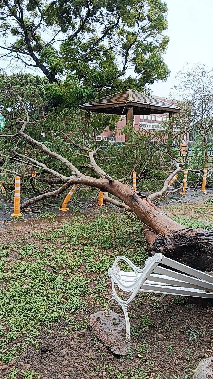 湖口鄉北勢溪畔的路樹被陣風連根拔起。（吳淑君提供）