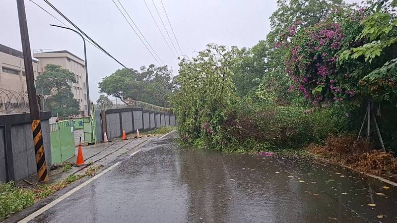 湖口鄉長嶺路營區後面的路樹敵不過暴風肆虐而傾倒。（吳淑君提供）