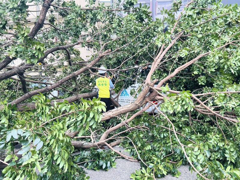 蔷琵狂风肆虐，彰化市1棵巨树倒塌重压救护车，市长林世贤趋近查看。（市公所提供）