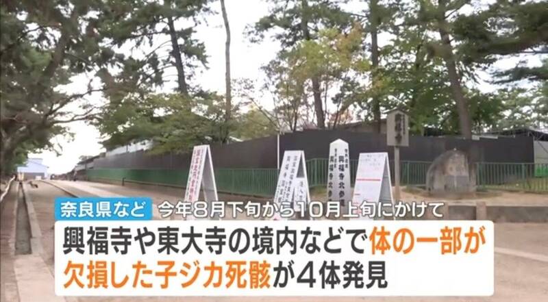 奈良驚見4頭部分缺損小鹿屍體 疑人為傷害警方介入調查