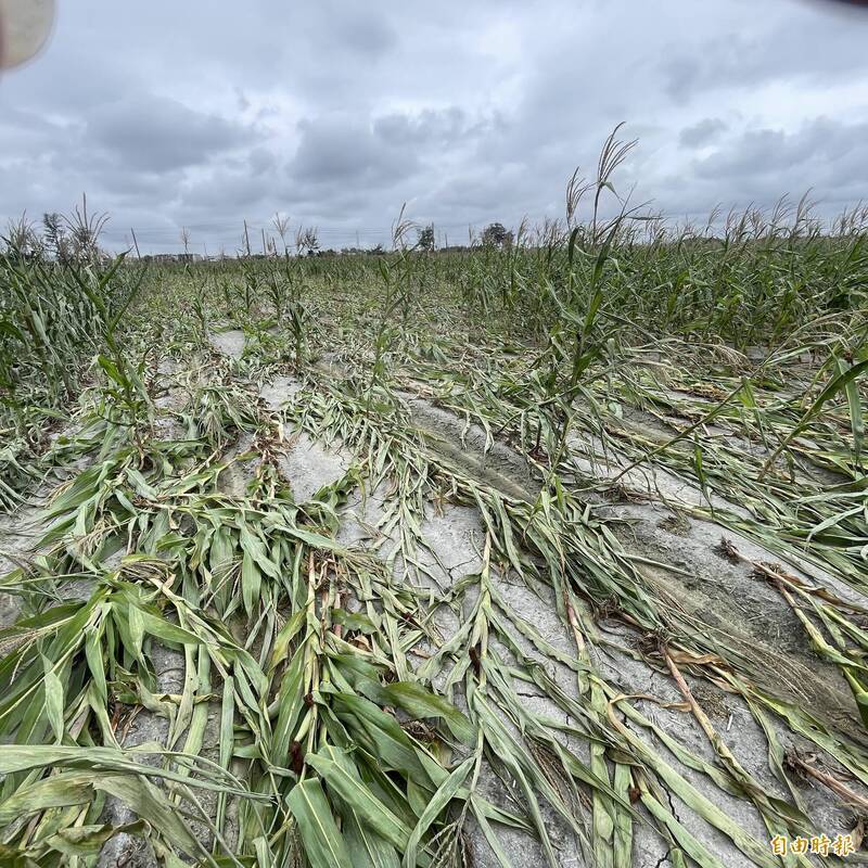 薔琵颱風挾帶風雨 全台農損破1700萬元