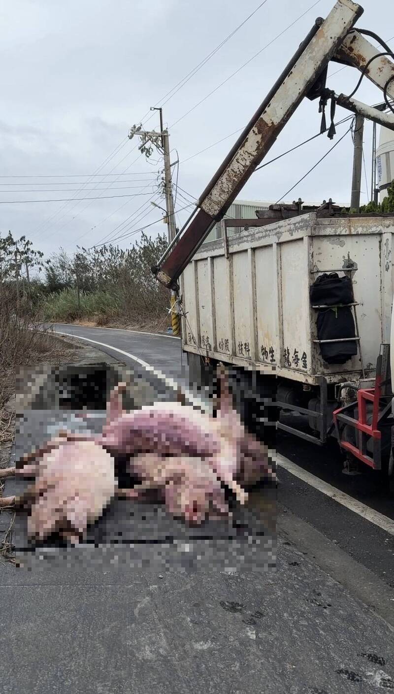 颱風天疑漏電!彰化養豬場突哀號 10秒鐘近70隻豬被電死