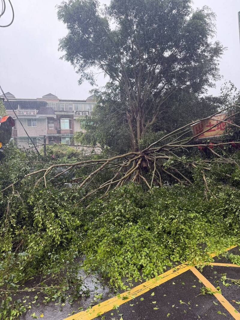 龜山福源國小前樹倒扯電線!台電急斷電 公所鋸樹搶通