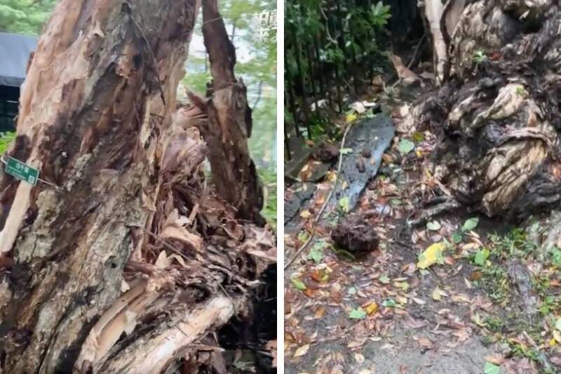 颱風吹倒受保護白千層!北市議員曝根部遭水泥封死:是天災還是人禍?