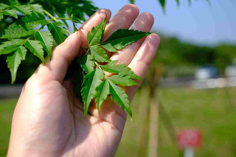 新北首辦植樹微電影競賽 總獎金12萬元開跑邀全民記錄「森」動故事