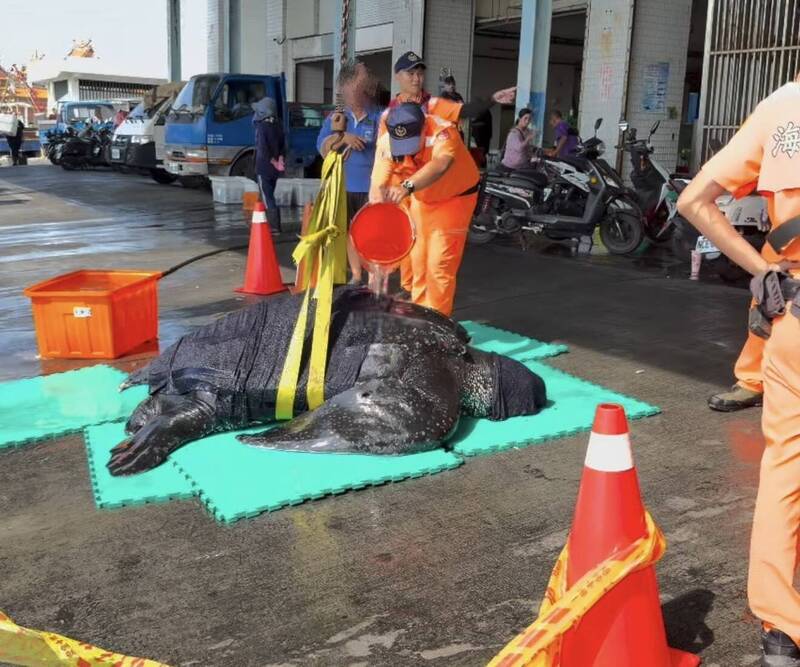 捕獲一級保育類!漁船蚵子寮外海誤捕大「革龜」 吊臂轉運助牠返家