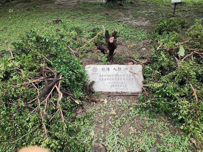 又有紀念樹消失? 文史工作者爆:林森公園台日獅子會紀念樹疑遭砍