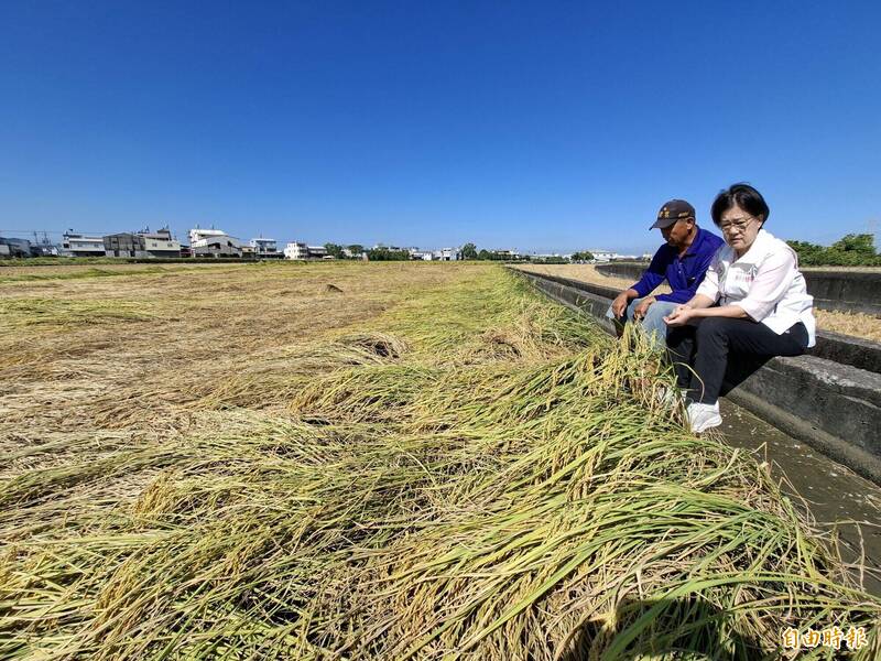 薔琵釀霧峰香米倒伏嚴重 市議員張芬郁爭取納入現金救助