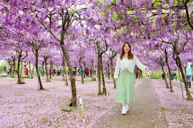 紫色花海成絕響！不堪頻遭檢舉   淡水「紫藤花園」熄燈
