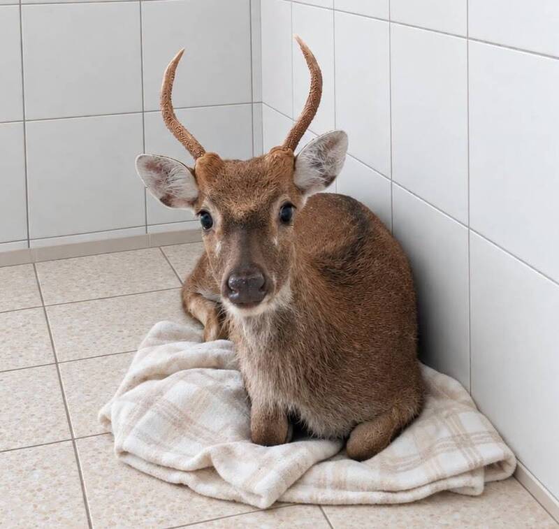 動保園區首位嬌客!1歲公梅花鹿落單關西東安橋 若無主將開放認養