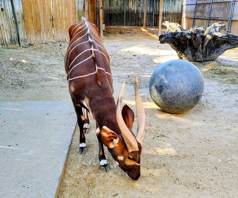 《TAIPEI TIMES》 Male mountain bongo arrives in Taiwan