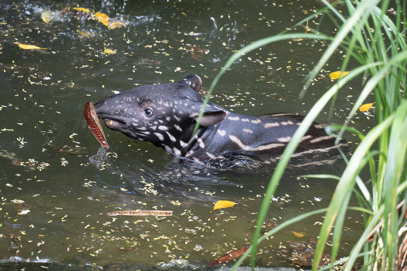 萌翻!北市動物園馬來貘寶寶「嘴邊肉」搬新家 準備迎賓