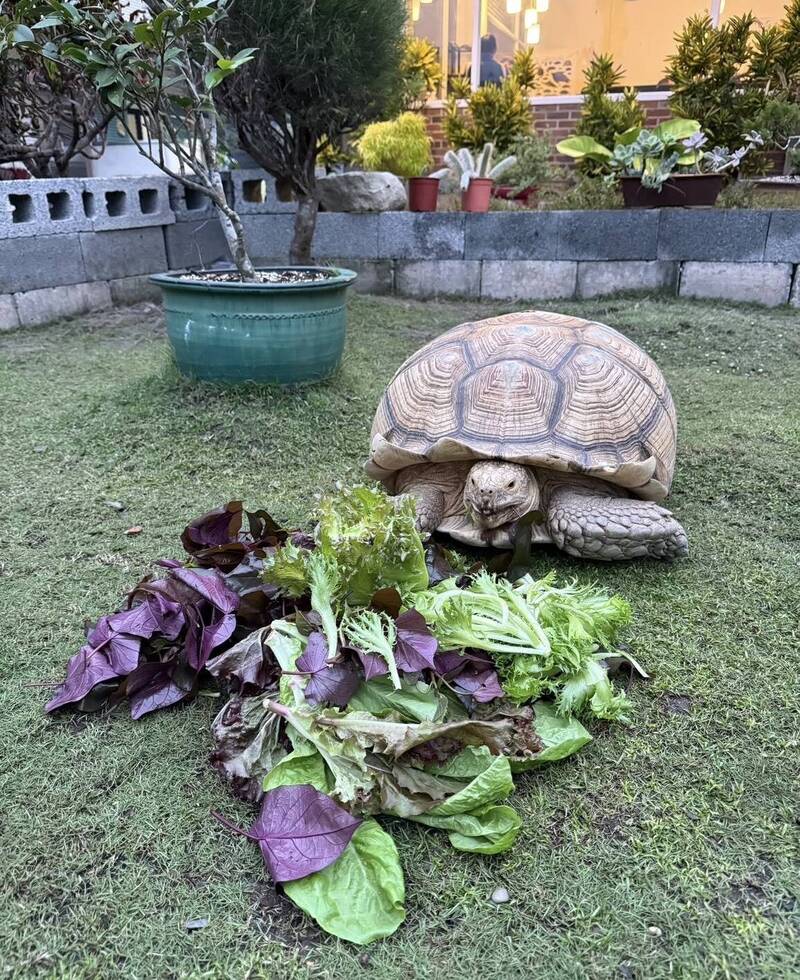台中「漂漂河蘇卡達」有家了 南投水里陸龜花園簡餐店老闆收留