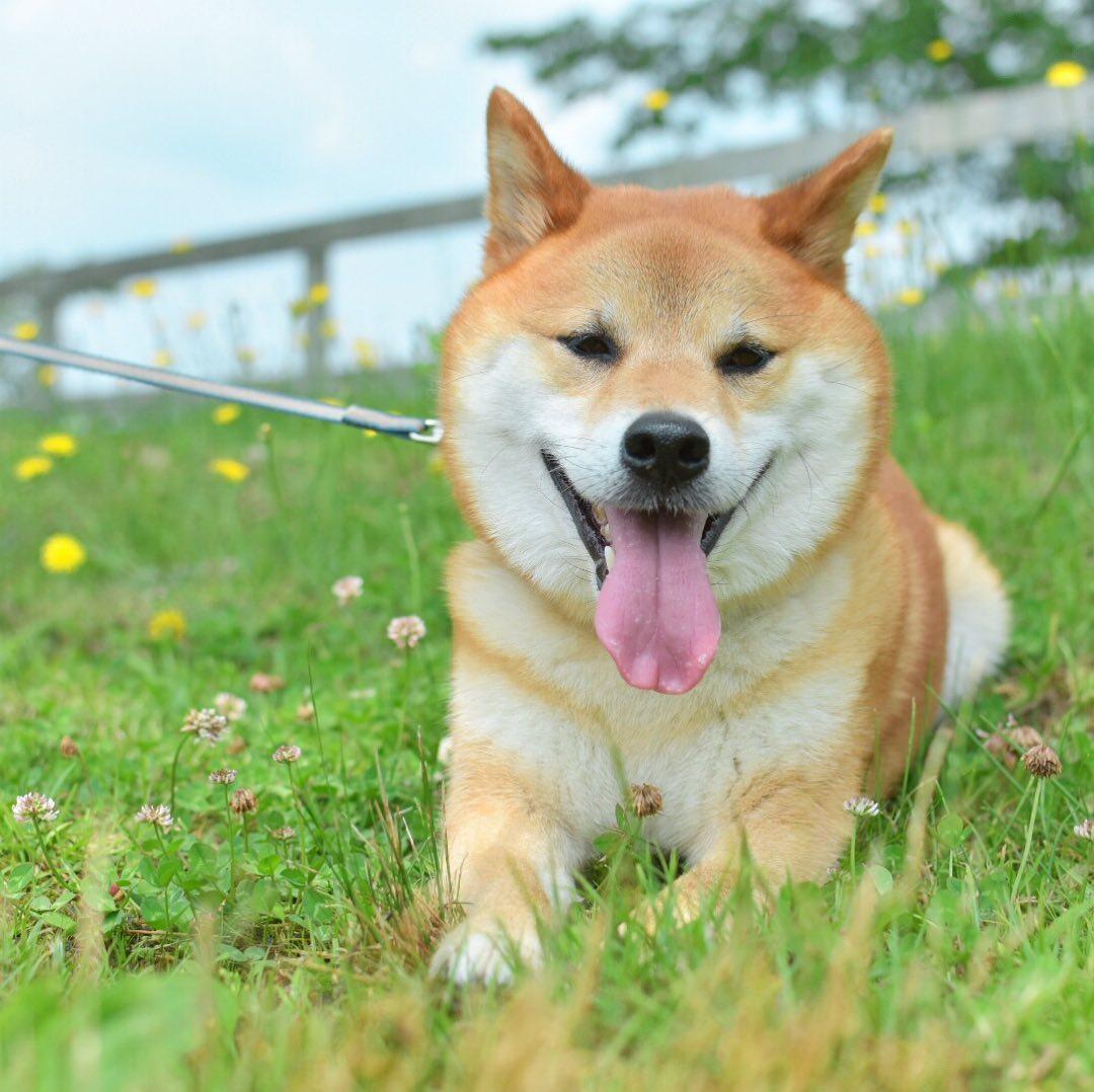 你只知道日本柴犬卖萌可爱，但你知道它竟然还有这么多种类么？