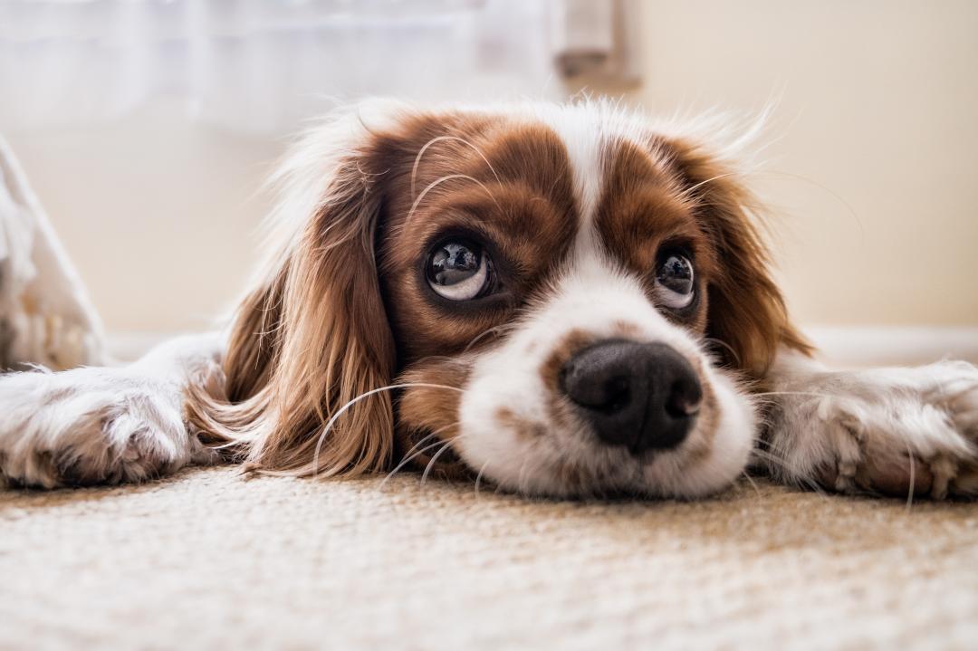 best pet photography examples
