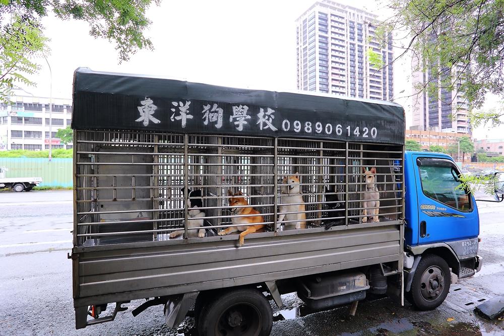 東洋狗學校特地安排固定接送路線的狗狗娃娃車。（記者李惠洲／攝影）