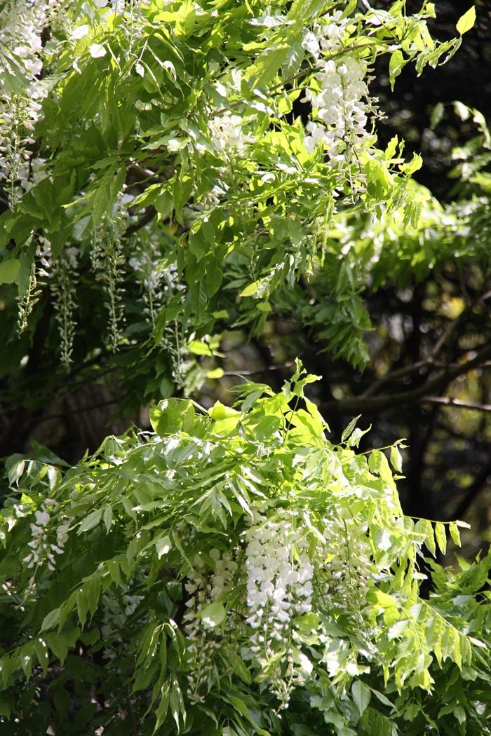 串串白藤花流洩而下。（圖片提供／石川縣台灣推廣事務所）