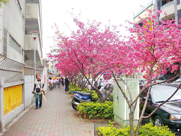 城市賞櫻／台中