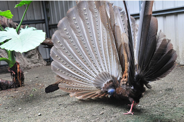 青鸞又稱百眼稚雞，屬雉雞科鳥禽，為保育鳥類，與冠青鸞都被民間統稱為「鳳凰」，主要分布於緬甸和馬來半島一帶，雄鳥體長達190公分，其中尾部就佔140公分，開屏時羽毛上圈眼很像百顆眼睛在打轉般，華麗迷人。﹙圖片提供／鳥園、關親山攝﹚