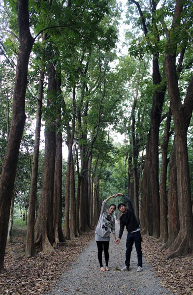 新威森林公園中最令人驚豔的便是這條桃花心木林蔭大道，吸引不少情侶或新人來此拍照取景。