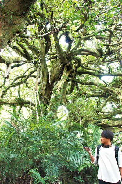 「會走路的樹」是一株年份不可考的老白榕，因為氣根不斷的生長，故被戲稱為「會走路的樹」。