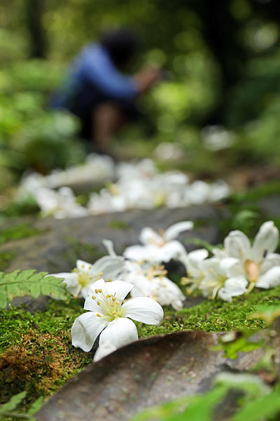 桐花在青苔、卵石映襯下更顯得雪白無暇。