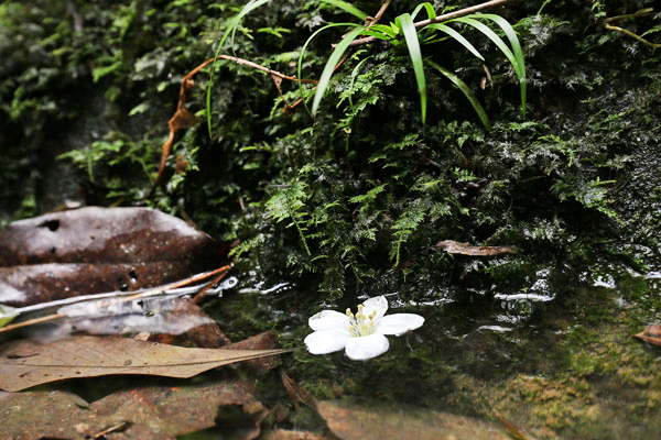 古道臨溪，沿途流水潺潺，桐花點綴其間更添浪漫。