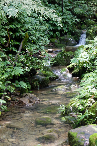 若想拍攝桐花加上絹絹水流的美景，記得攜帶腳架同行。