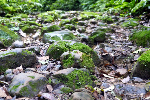 布滿青苔的小石塊路面，下過雨後特別濕滑，行走時需特別小心。