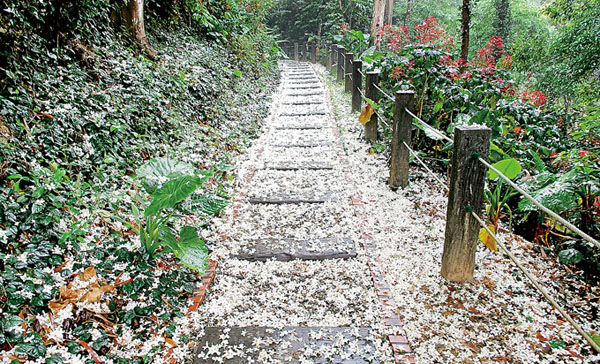 到福田賞桐生態園區賞桐花，白毯鋪滿地令人陶醉。