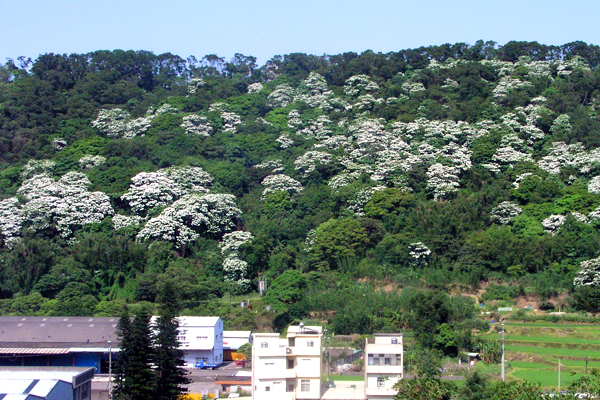 在福人登山步道第一座山的山頂上，可以居高臨下腑看整片老莊路油桐花海美景。