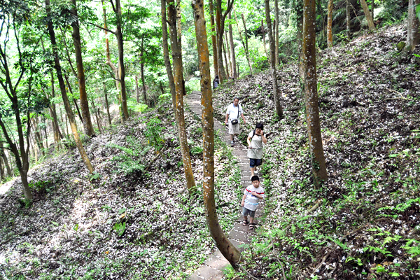 全家出遊到夢幻桐花步道賞花、放輕鬆。