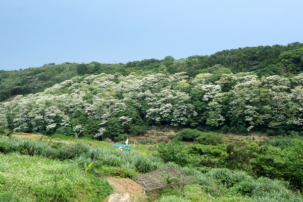 三芝橫山里大坑溪上游，約有三公頃的油桐花。