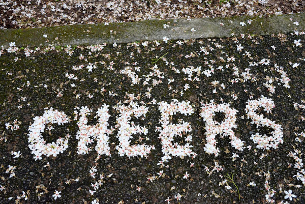 「Cheers！」為桐花的美喝采一下吧！